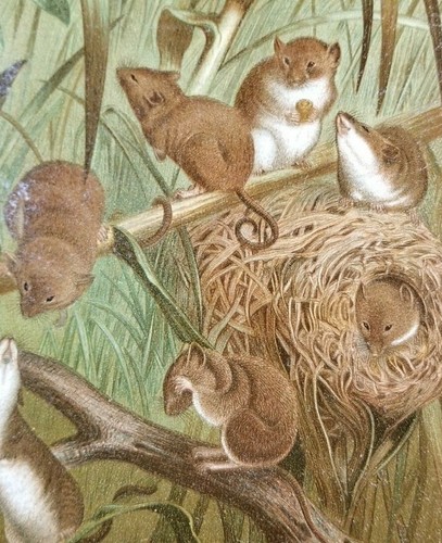 HARVEST MOUSE NID Auténtico Siglo XIX 1880S IMPRESIÓN CROMOLITOGRÁFICA Prang - Imagen 2 de 6