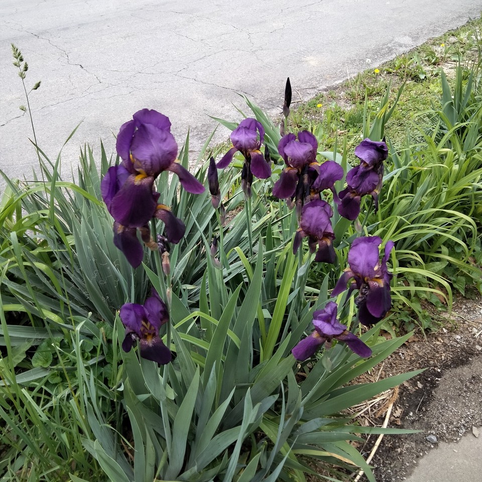 Tall Bearded Iris- "Best Bet". Combined Shipping + Bonus. Pre Sales | eBay