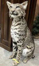 25 1/2” TALL!  Majestic Texas Rosetted Bobcat Sitting Lifesize Mount ~ Taxidermy