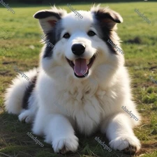 Digital Image Picture Photo Wallpaper Background Desktop Ai Art Sheepdog Feed