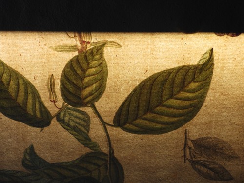 Georg Ehret C.1750 Plantae Selectae Botanical Engraving Tab XLIX GVANABANVS - Picture 9 of 11