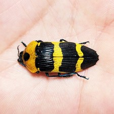 Buprestidae for collectors | rare Jewel Beetles