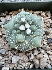 Astro asterias Nudum cv.Kikko 'turtle-shell'