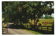 Lexington KY Postcard Kentucky Horse Breeding Farm