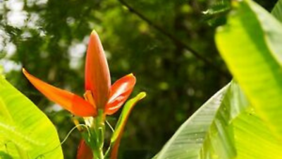 Musa aurantiaca | Orange Banana | 5 Seeds | eBay
