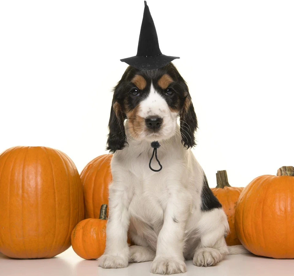 2 Piezas Halloween Mascota Sombrero Pequeño Gato Perro Bruja Gorra con Correa Halloween Fiesta Mascota C Foto 2 de 4
