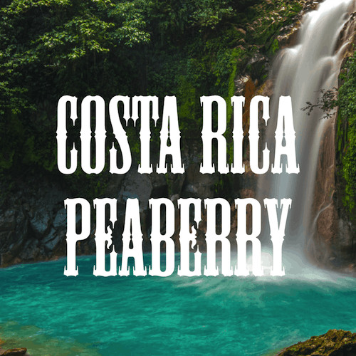 COSTA RICAN TARRAZU PEABERRY COFFEE BEANS MEDIUM ROAST WHOLE BEAN FRESH 5lb