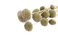 Nadeco Eryngium Planum Natur Ca.40-60Cm 1 Bund Mannstreu Getrocknet Edeldistel