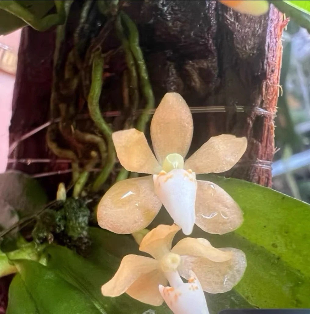 Vietnam Tuberolabium yamamotoi Rare Species Orchid Blooming Mounted Plant
Opens in a new window or t