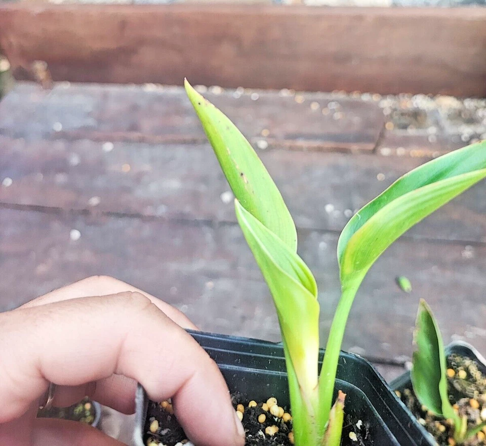 Strelitzia Juncae Bird of Paradise succulent exotic resistente freddo SUD AFRICA - Immagine 2 di 4