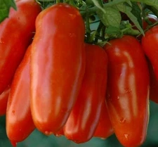 SAN MARZANO TOMATO SEEDS 100+ GARDEN vegetables SAUCE salad FREE SHIPPING