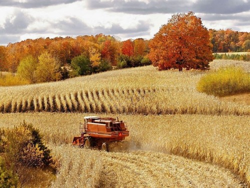 HAND DYED RUG HOOKING WOOL Mill-Dyed ~ "JOHN BARLEY'S HARVEST" (8-pc collection) - Picture 5 of 17