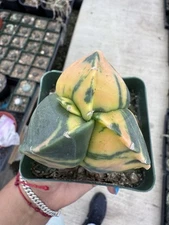 Astrophytum myriostigma var. tricostatum f variegata RARE!!