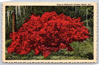Mobile Alabama~Azalea Shrub In Bellingrath Gardens~1946 Linen Postcard
