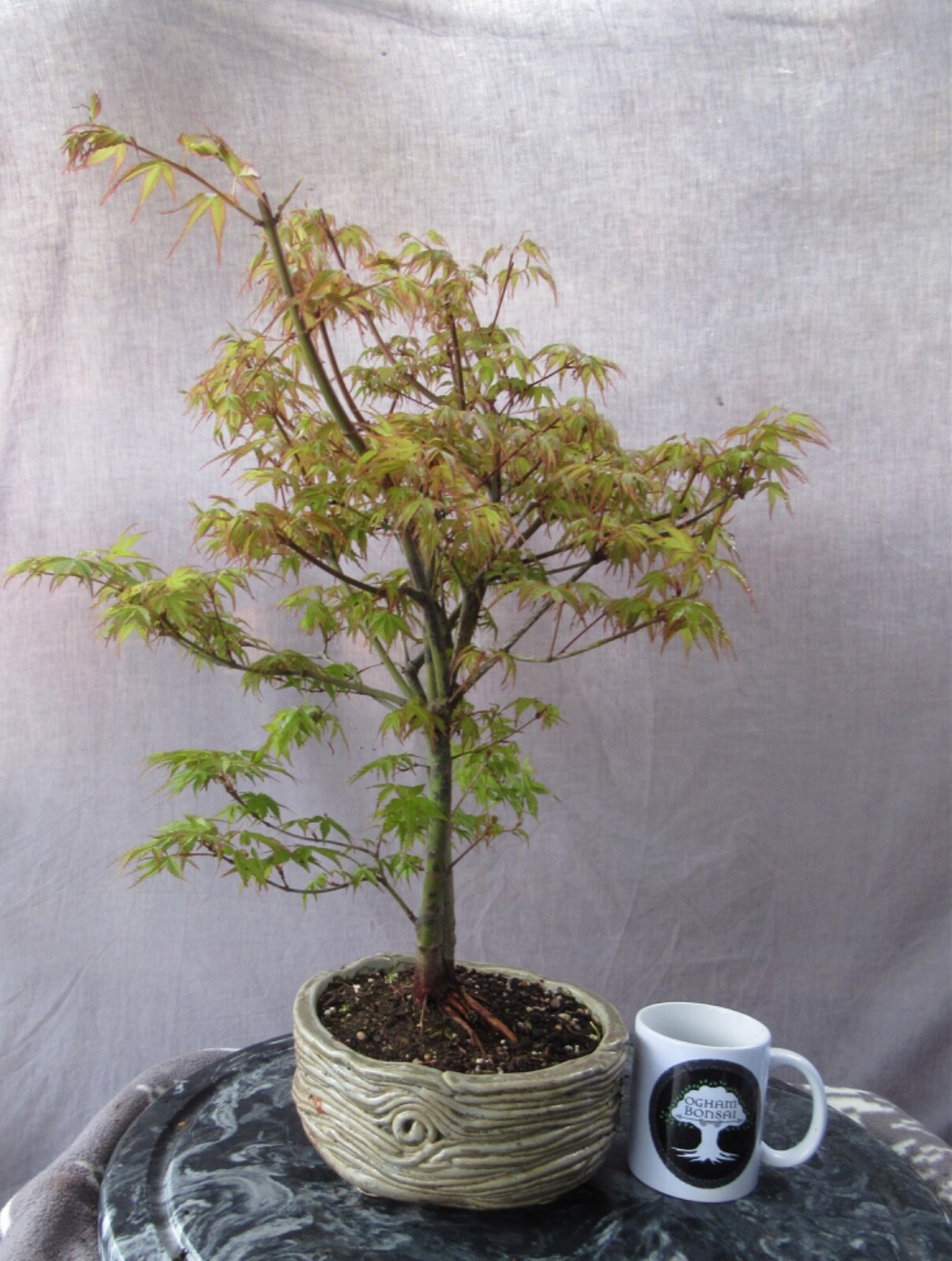 katsura Maple Bonsai Tree eBay