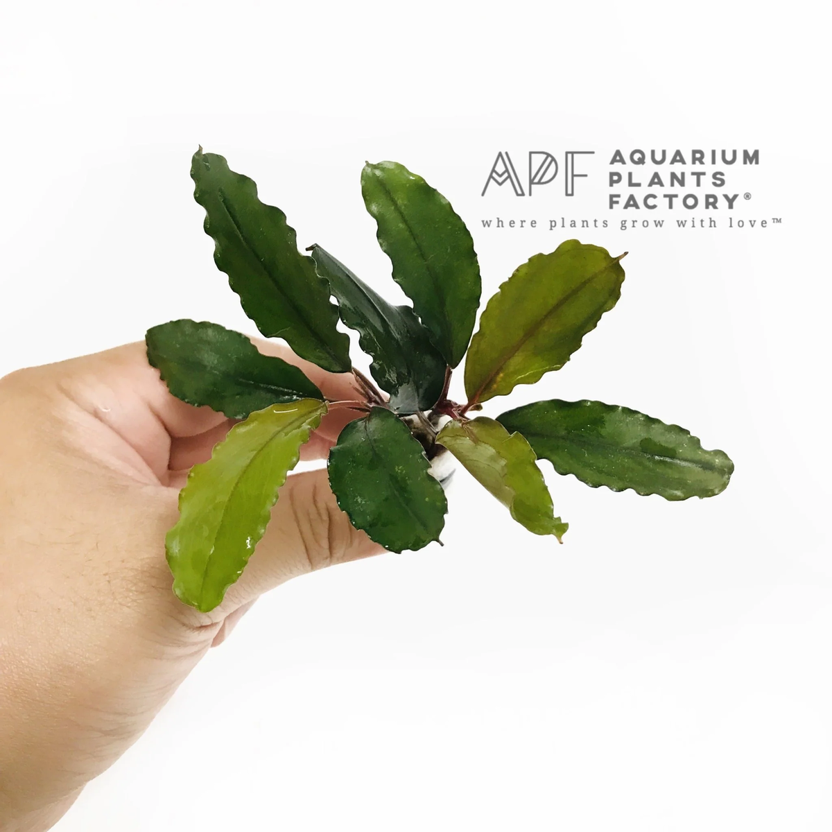 水草 Bcephalandra sp. Super blue Blue lic ブセファランドラ sp.スーパーブルー❣️Bucephalandra sp.Super