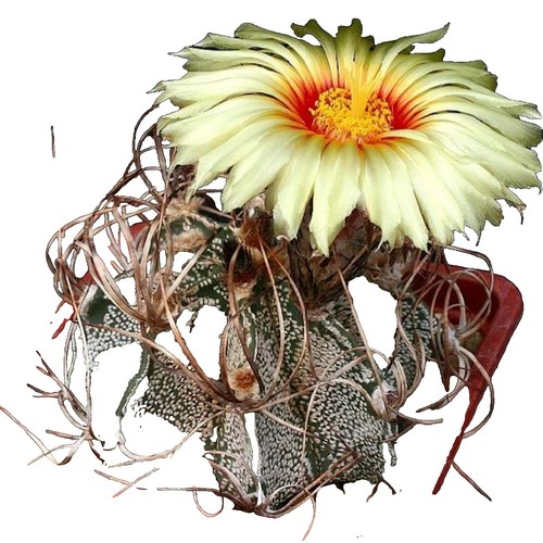 aurantiacusページ D3057 ASTROPHYTUM MYRIOSTIGMA ONZUKA V TYPE OLD pot14-H22