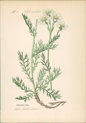 Chromolithographie : Schwarze Iva. Schwarzrandige Schafgarbe. Achillea atrata L.