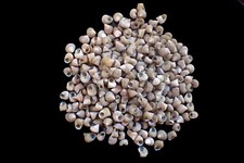 Sea shell - Craft supply 5-12 mm 300 pcs.