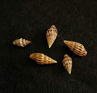Anachis: treva Baker, Hanna & Strong 10 mm & vexillum Reeve 12 mm - 16 mm Mexico — photo 1
