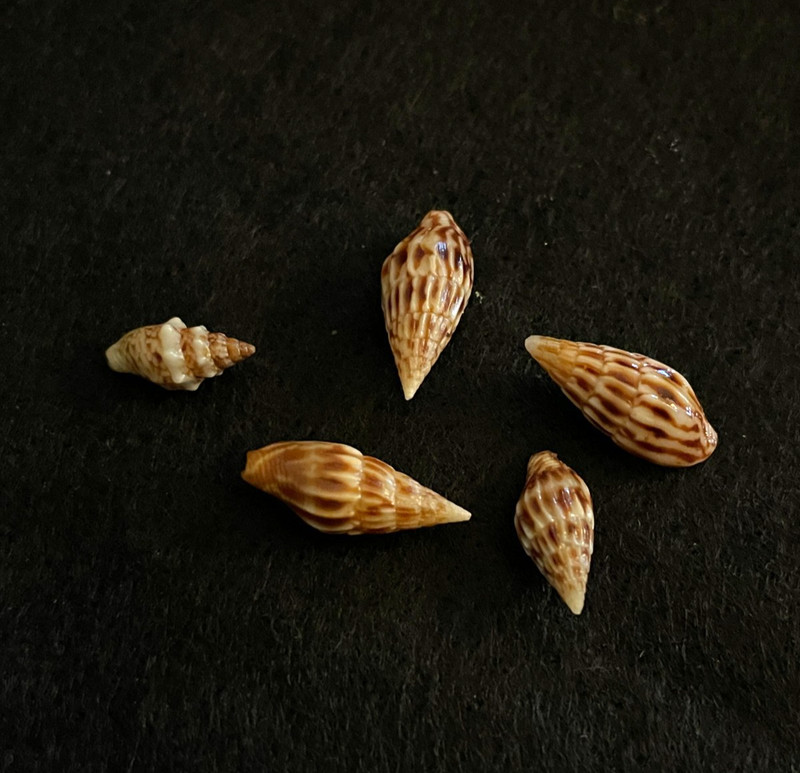 Anachis: treva Baker, Hanna & Strong 10 mm & vexillum Reeve 12 mm - 16 mm Mexico