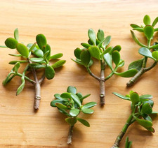 5 talee di Albero di Giada da fiore (Crassula Ovata) Piante grasse succulente 