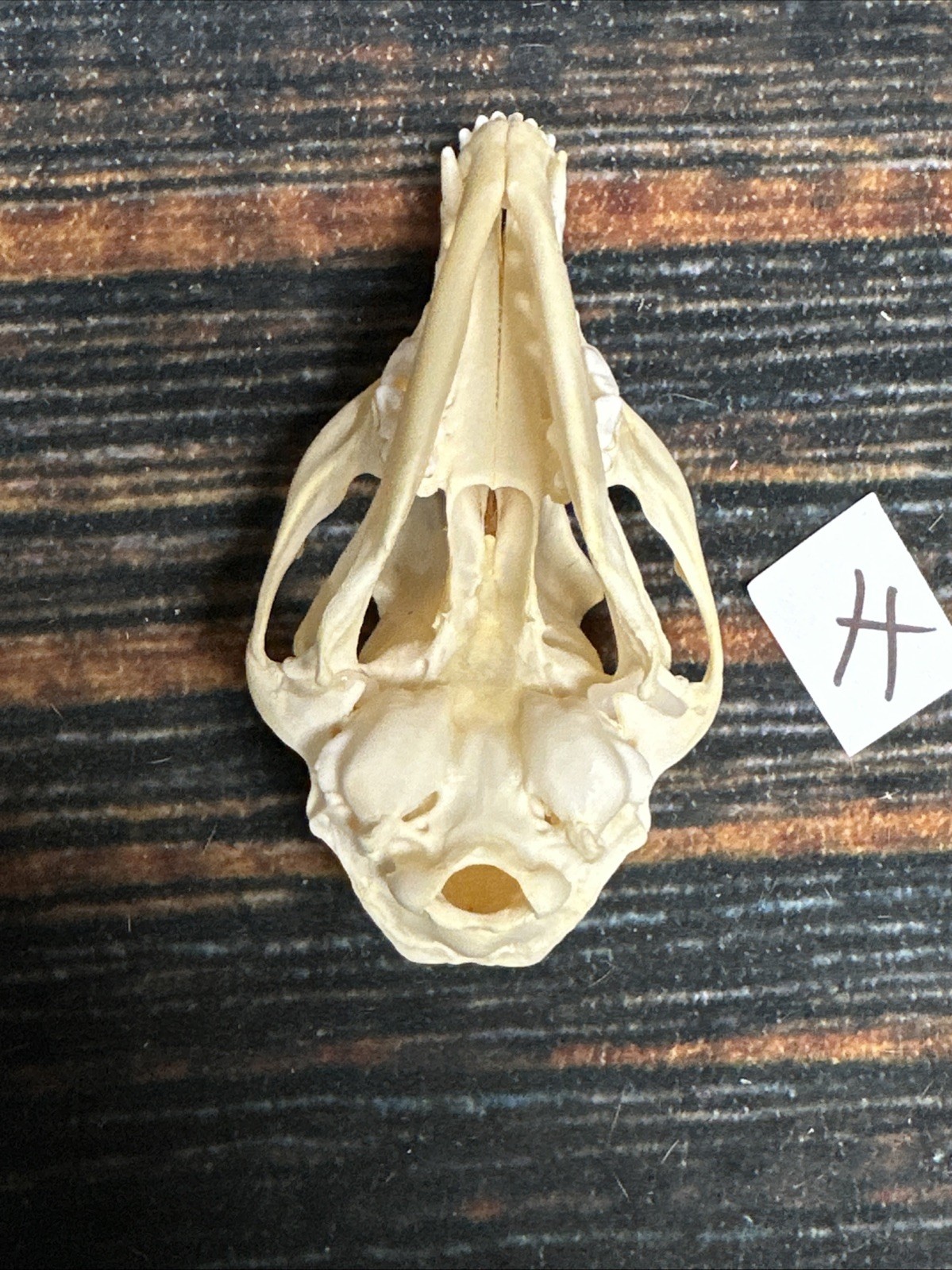 Real Grey Fox Unique Animal Mount Halloween Skull Art Craft Mountain Man Canine