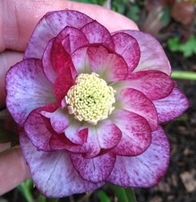 70 Mixed Hellebore orientalis Seeds Stunning Winter Flowering Fresh 2026
