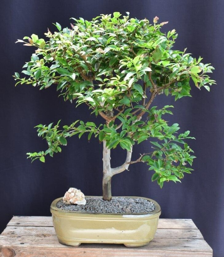 Flowering Jaboticaba Bonsai Tree Indoor Plant 18" Tall Eugenia Cauliflora |  eBay
