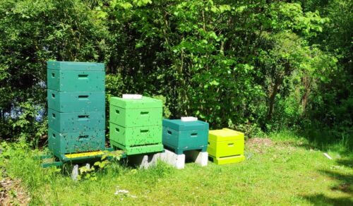 12,5 kg Deutscher Honig - Sommerblüte / Sommertracht 2024 - fest - Bild 5 von 5