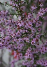 Aster ericoides 'Pink Cloud' - 9cm pot- Lot of 3