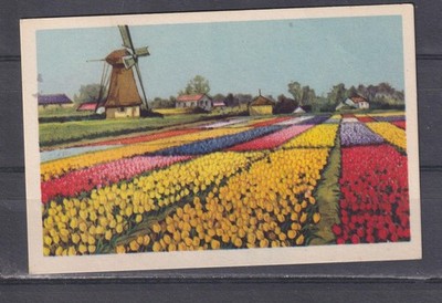 NETHERLANDS, TULIP FIELD, WINDMILL, c1920 ppc., unused.