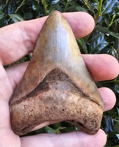 Georgia Megalodon Shark Tooth Fossil 3.62"