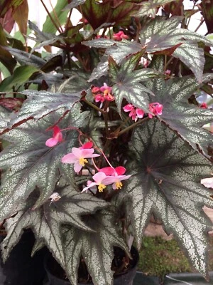 Begonia Little Brother Montgomery - 1 plant