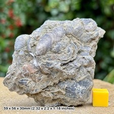 Accumulated mass of oyster fossil praeexogyra, jurassic frome clay, dorset, uk,