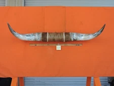 MOUNTED STEER HORNS 4' 10 tip to tip 18" bases #877 COW BULL HORN LONGHORN