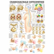 Craniosacrale Osteopathie Lehrtafel Anatomie 100x70 cm medizinische Lehrmittel