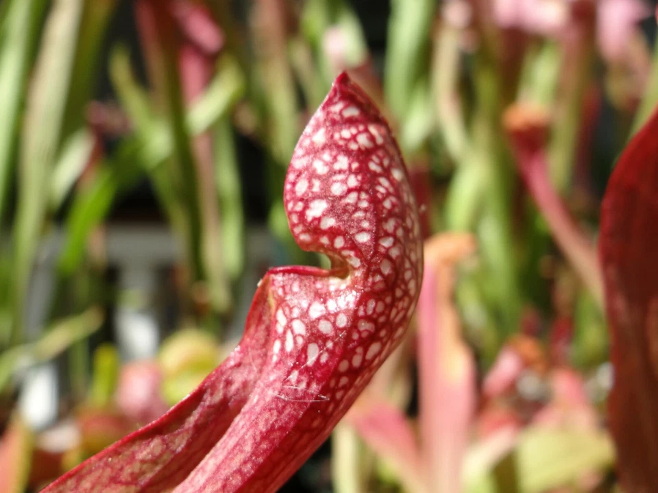 Planta de jarro carnívora VIVA (Sarracenia "Scarlet Belle") amigável para iniciantes - Imagem 4 de 4