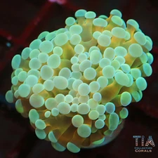 Gold Stem Hammer - NOT WYSIWG | Live LPS Coral | Aquacultured