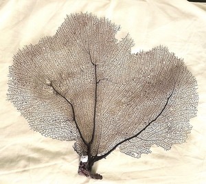 15 x 13 Natural Sea Fan Coral FREE SHIPPING Sea Whip Nautical Aquarium Decor C