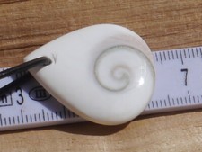 Shiva Auge - Muscheldeckel (Operculum)