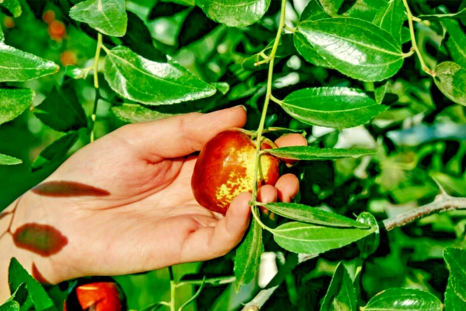 Shanxi Li Jujube chinese Date Ziziphus jujuba live plant / seeds fast grow bulk - Image 4 of 4