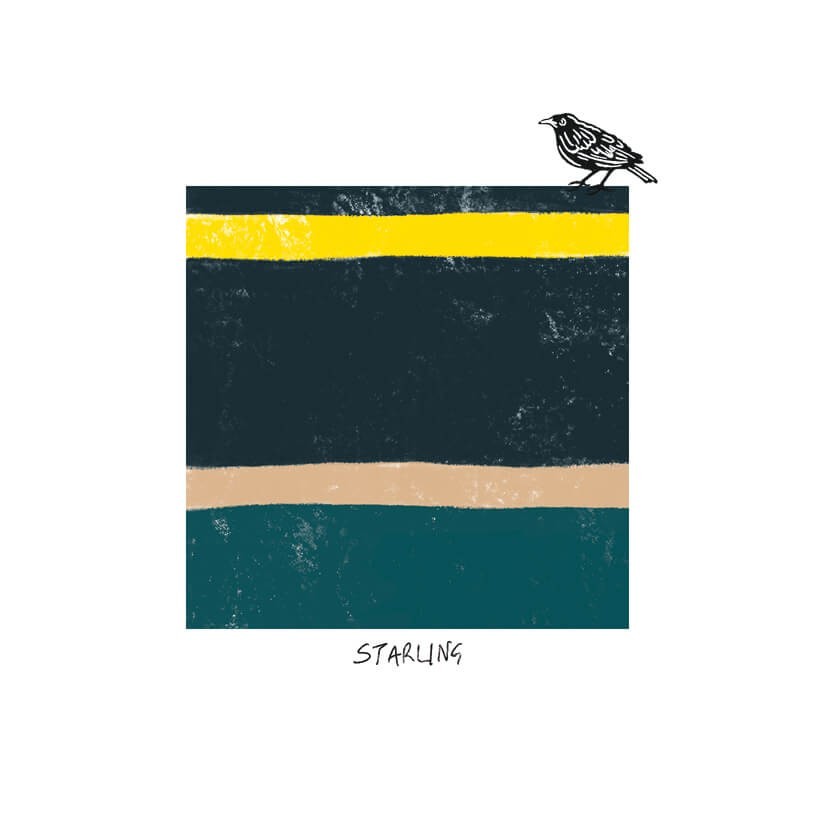 Striking Birthday Card Starling Bird Tones - Unique Design Greeting Card