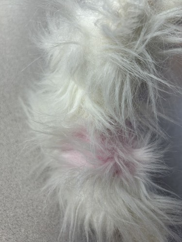 Webkinz White Yorkie - No Code - Picture 4 of 7
