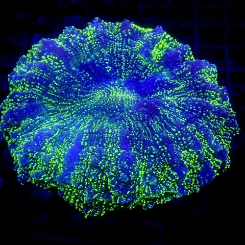 Green Glitter Acanthophyllia Meat Coral 4" WYSIWYG - Indigo Corals - IC 3840