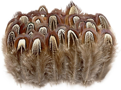 50 Pcs Natural Pheasant Plumage Feathers 2-3 Inches Plumage Feathers for Sewing