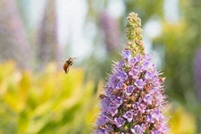 Digital Image Picture Photo Wallpaper: Bee and Pride of Madeira Flowers