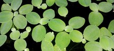 Dwarf Water Lettuce Pistia stratiotes - MINIMUM ORDER MUST order at least 15 
