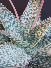 Aloe cultivar MARMALADE exotic hybrid  rare color succulent cactus seed 10 SEEDS