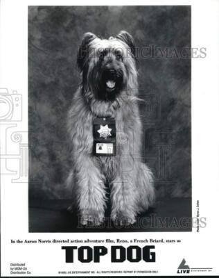 1995 Press Photo Reno, French Briard Dog stars as 